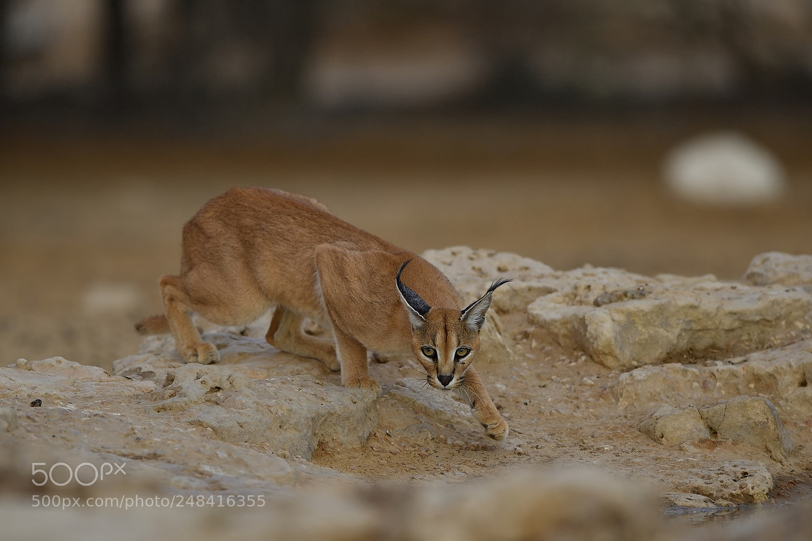 Nikon D5 sample photo. Caracal hiding photography