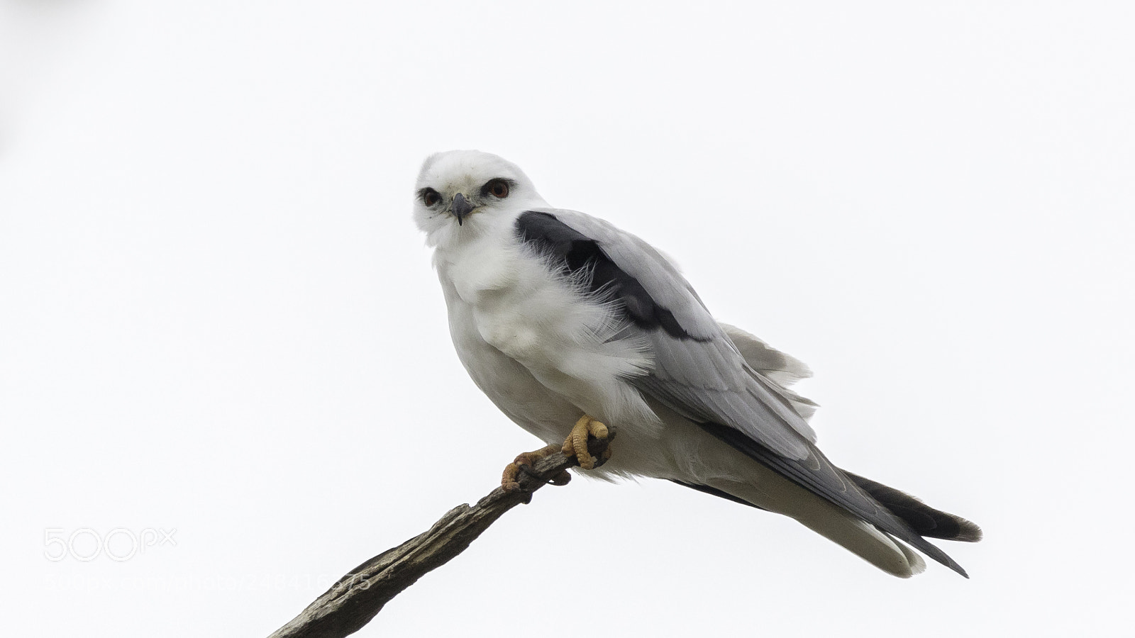 Canon EOS 5DS sample photo. Black-shouldered kite photography