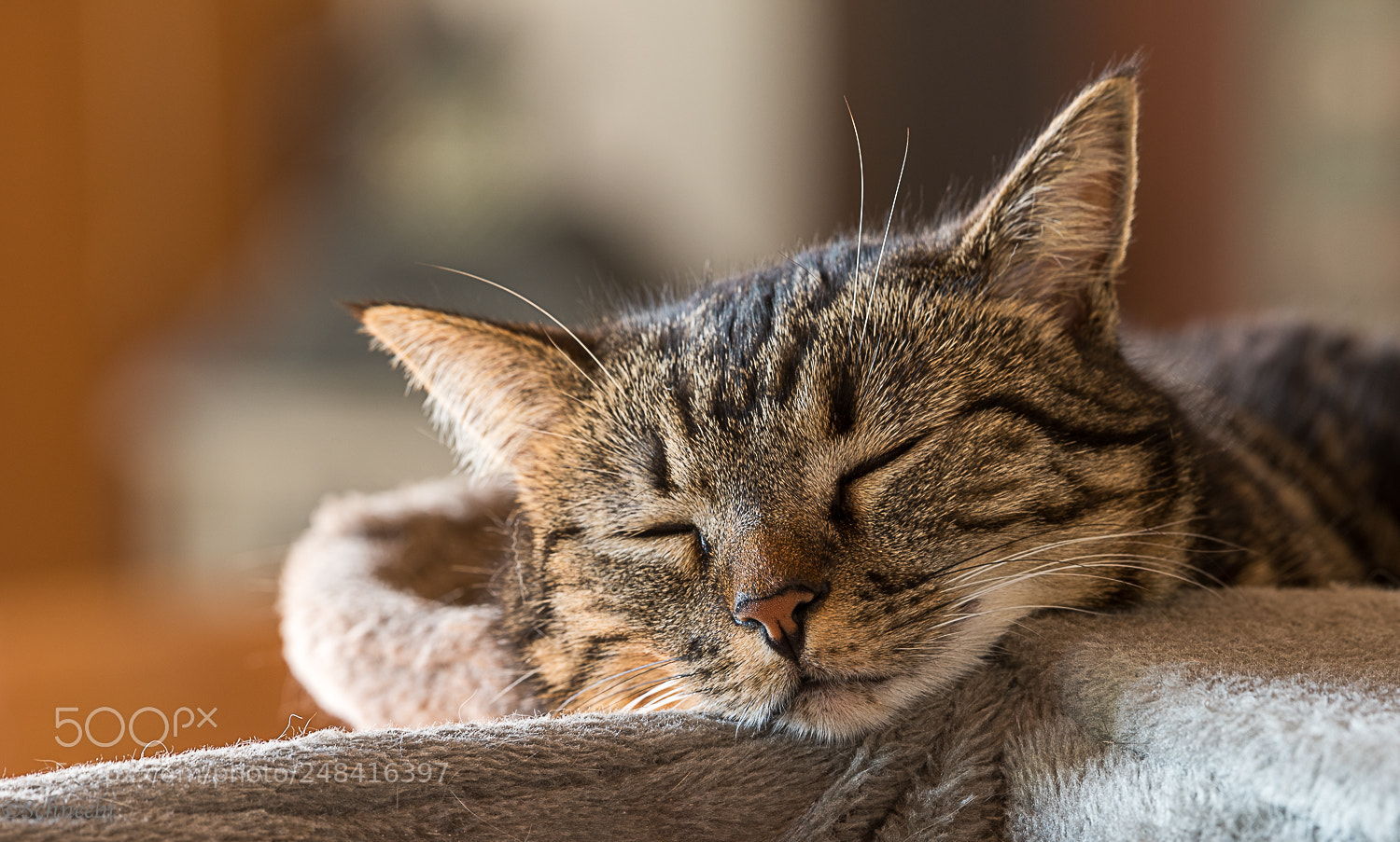 Nikon D810 sample photo. Träumen photography