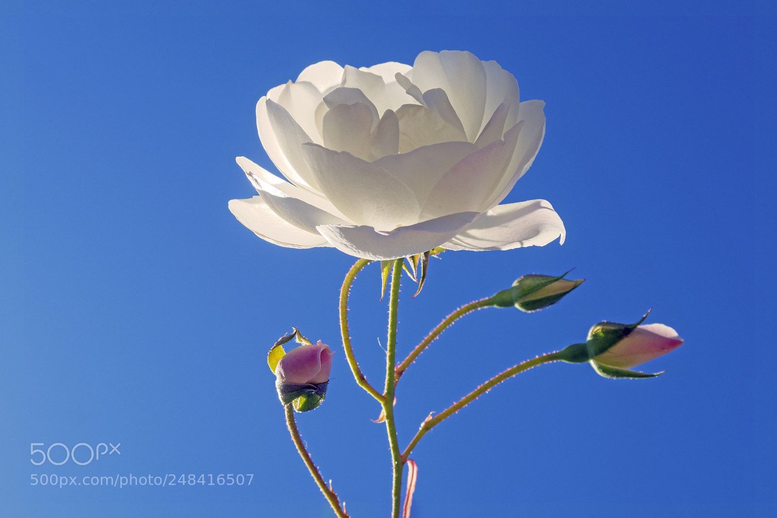 Canon PowerShot G7 X Mark II sample photo. Rose under blue sky photography