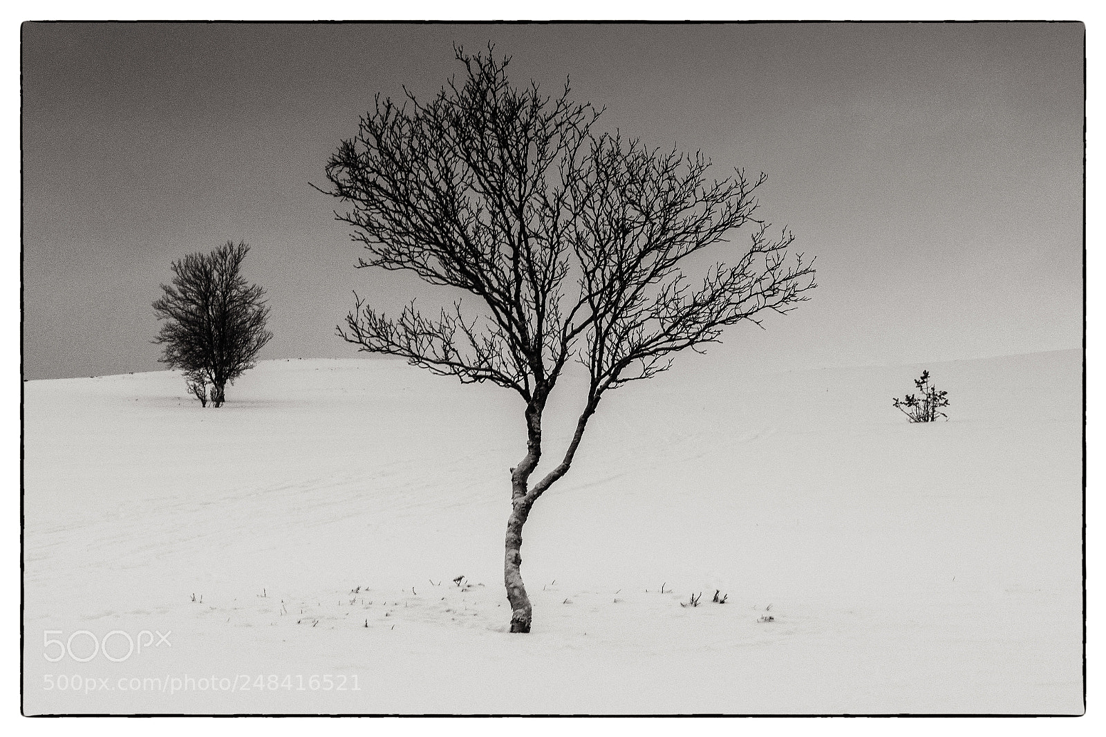 Canon PowerShot G5 X sample photo. Trees in the white photography