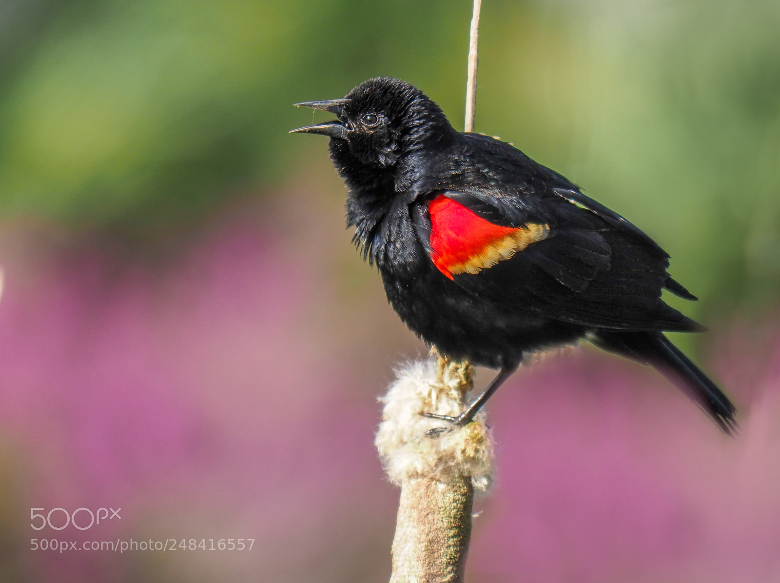 Olympus OM-D E-M1 Mark II sample photo. Red-winged blackbird photography