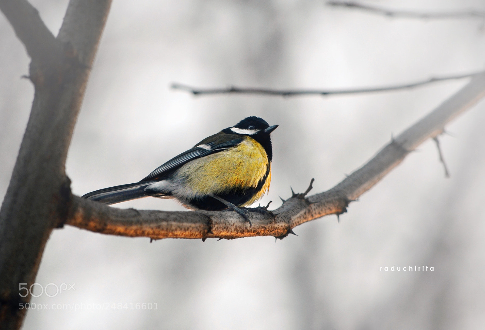 Nikon D5100 sample photo. Bird / little photography