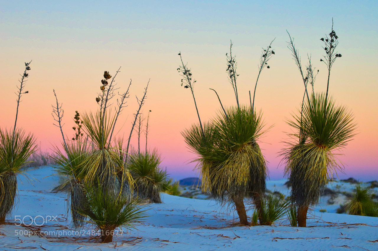 Canon EOS 6D Mark II sample photo. Yucca photography
