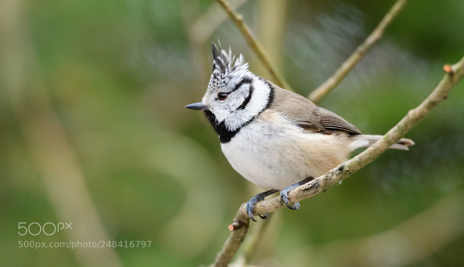 Nikon D500 sample photo. Crested tit photography
