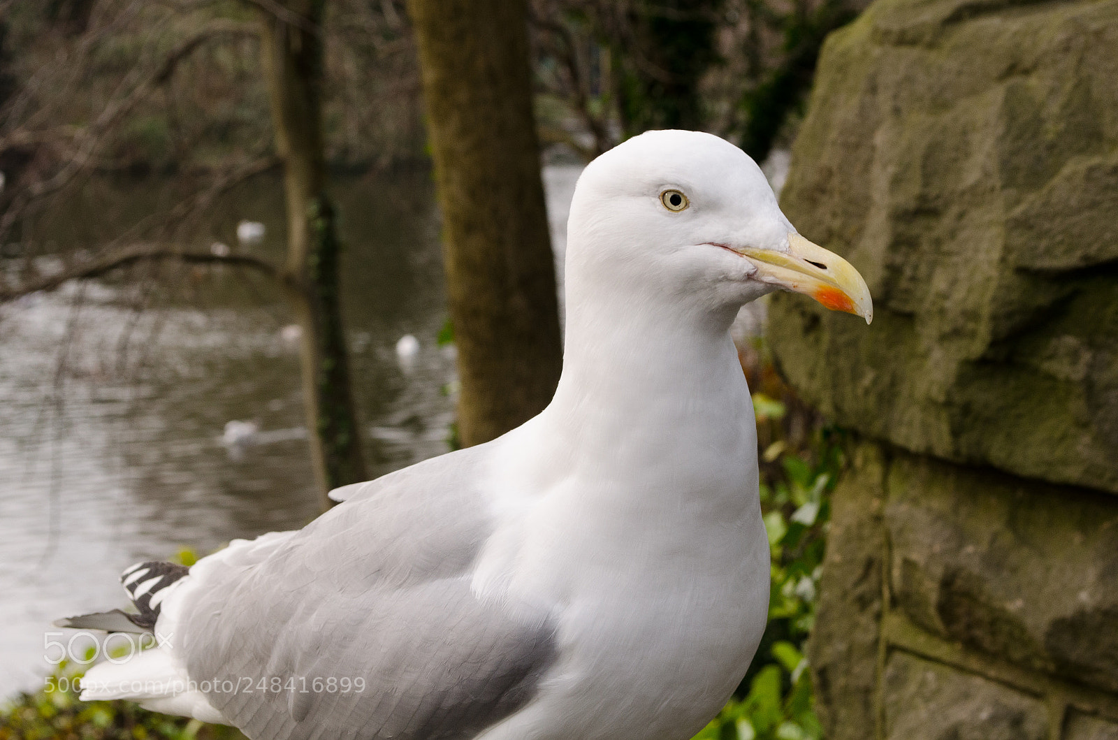 Nikon D5100 sample photo. Seagull photography
