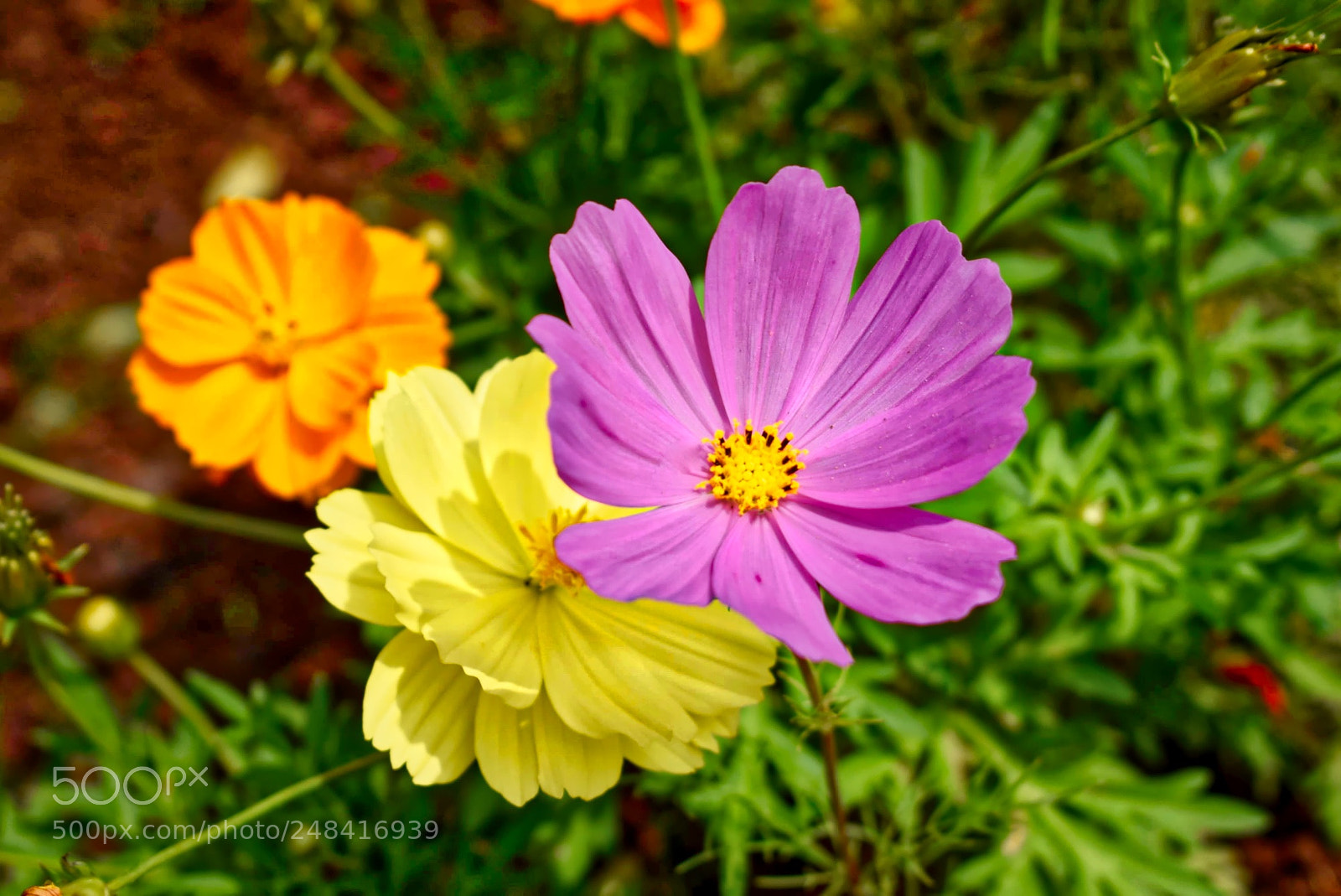Nikon D5300 sample photo. Colorful fall photography