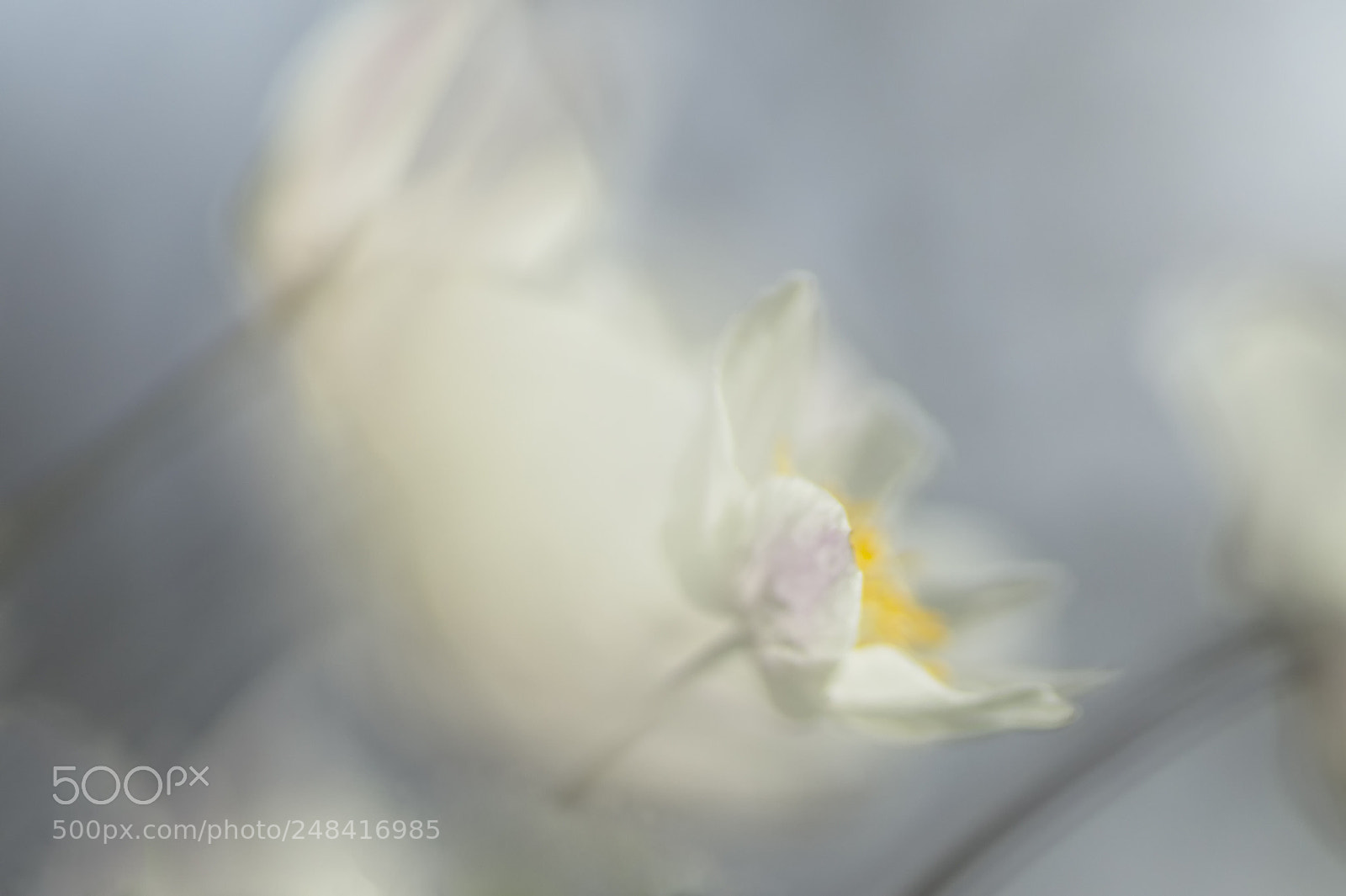 Sony SLT-A58 sample photo. Anemone impression photography