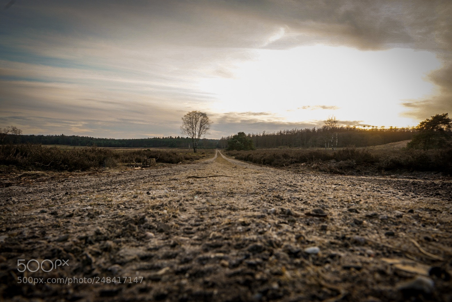 Sony ILCA-77M2 sample photo. Road on park veluwezoom photography