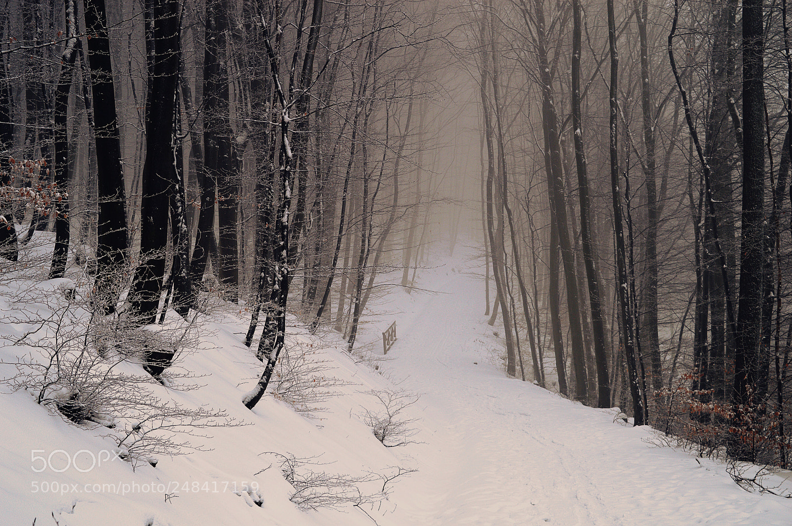 Nikon D3200 sample photo. Morning walk photography
