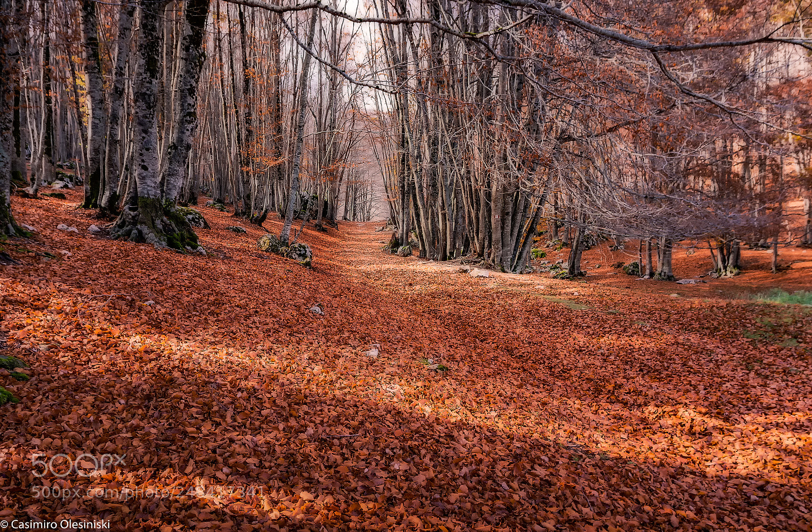 Canon EOS 600D (Rebel EOS T3i / EOS Kiss X5) sample photo. Autunno nel bosco photography