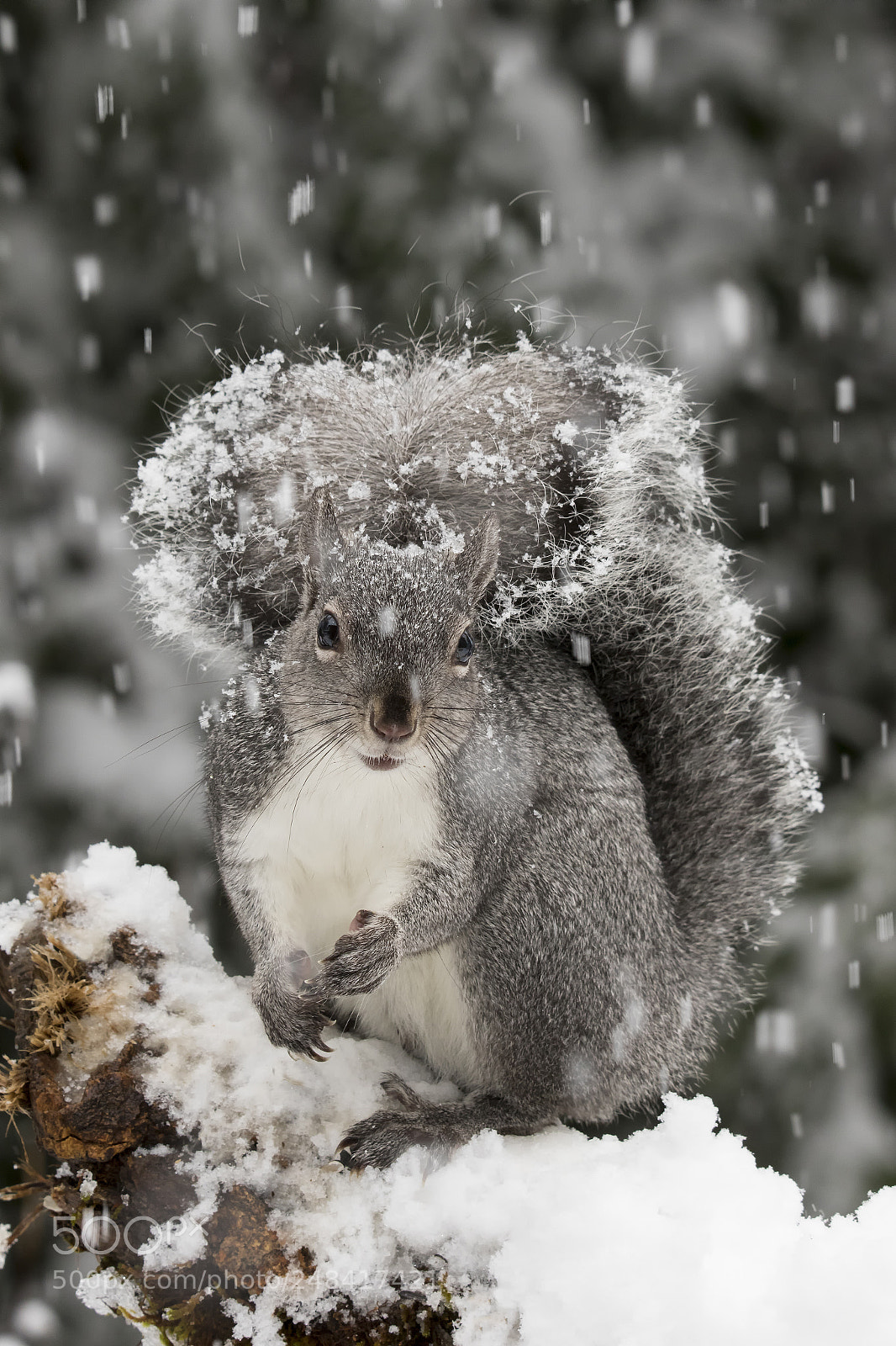 Canon EOS 7D Mark II sample photo. Snowy day gray photography