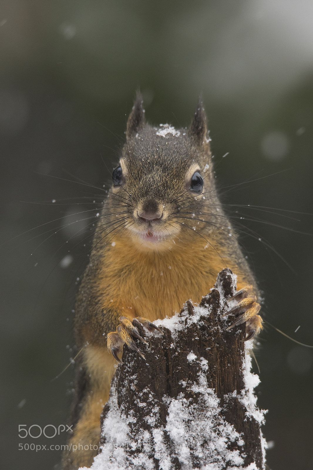 Canon EOS 7D Mark II sample photo. Douglas tree squirrel photography