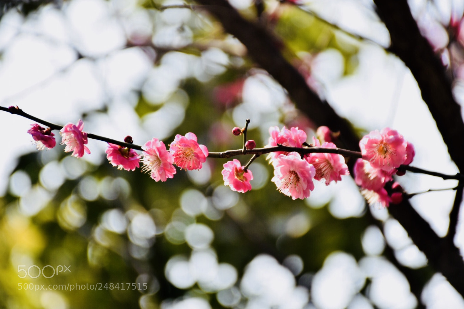 Nikon D7200 sample photo. Color of spring photography