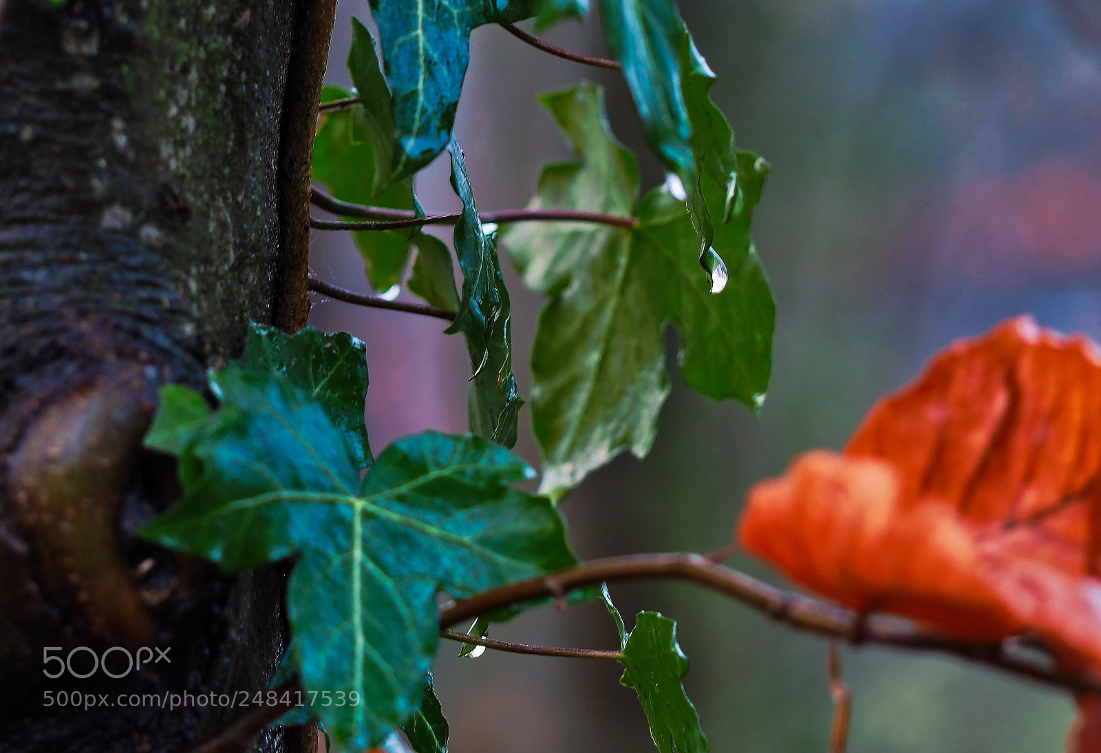 Olympus OM-D E-M10 sample photo. ... photography