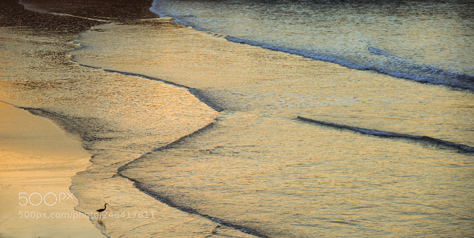 Sony a7R II sample photo. Crane foraging the beach photography
