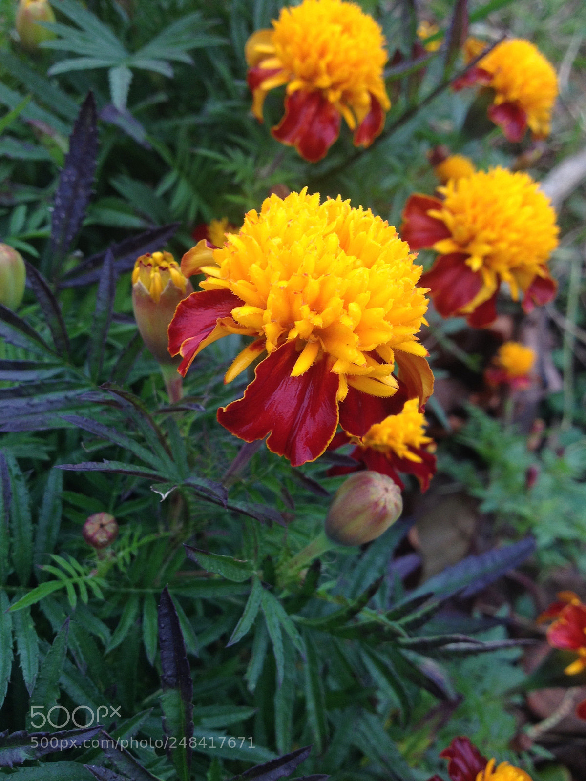 Apple iPhone 4S sample photo. Lovely photography