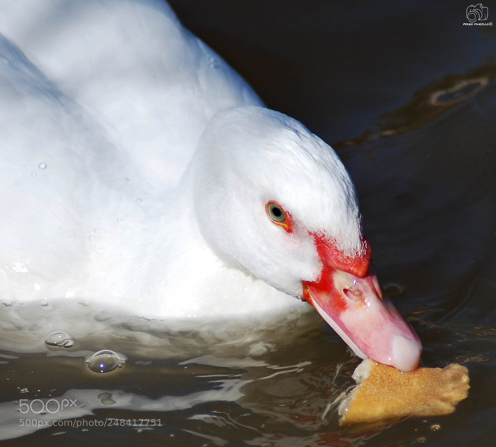 Nikon D60 sample photo. Untitled photography