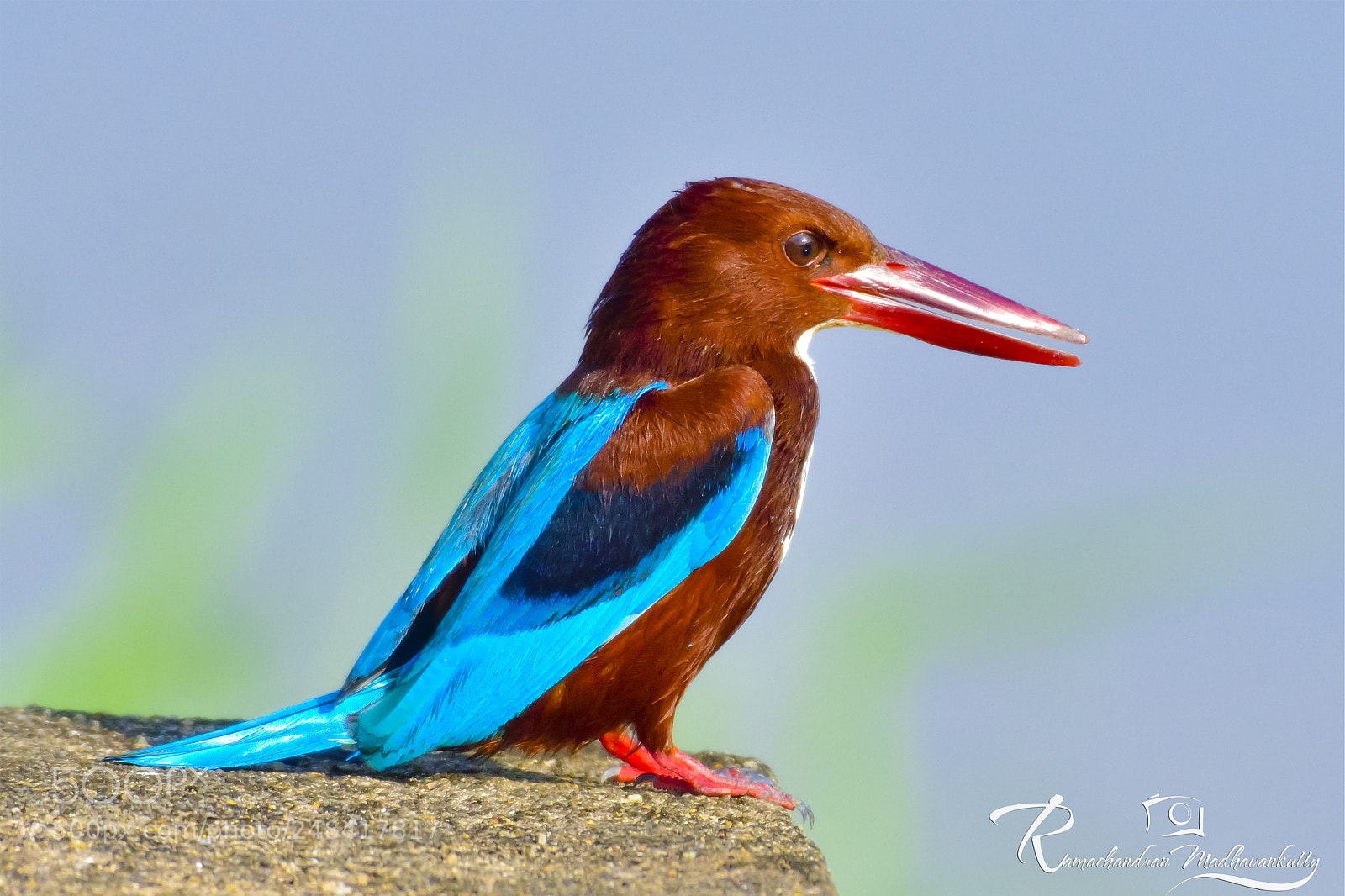 Nikon D500 sample photo. White-throated king fisher photography