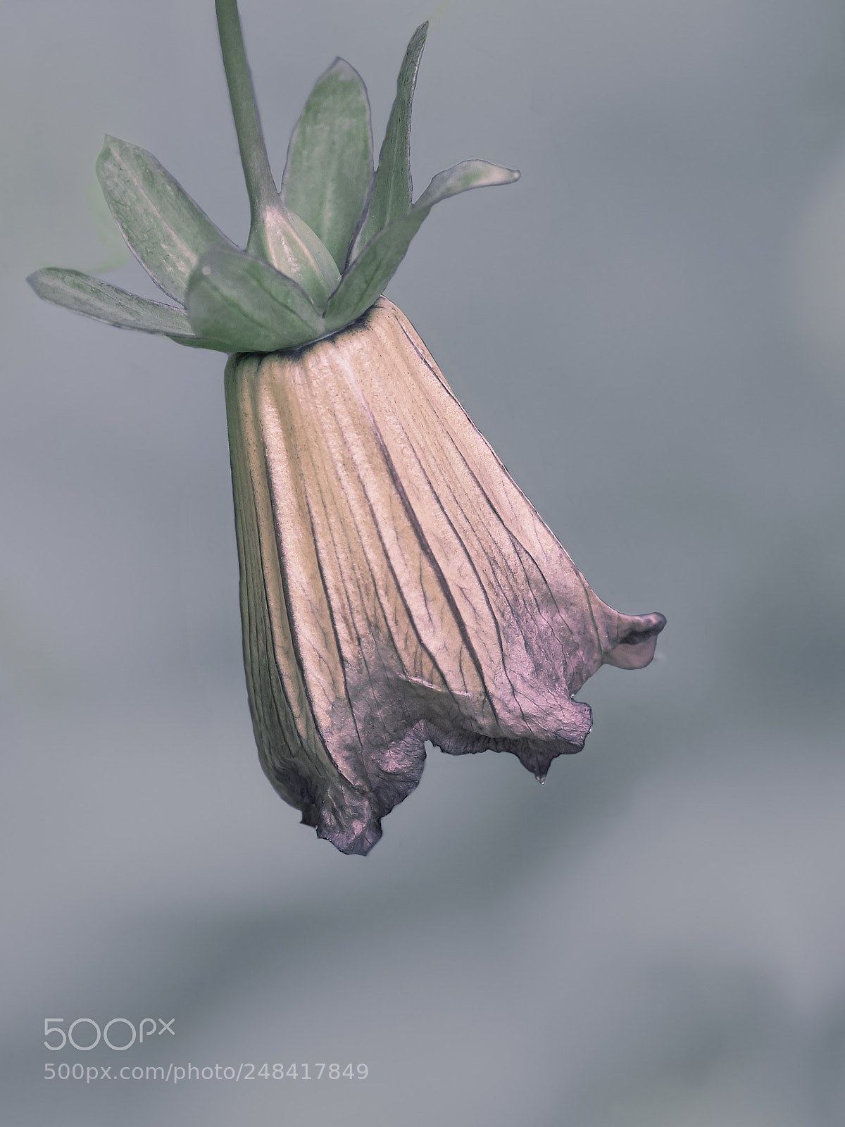 Sony ILCA-77M2 sample photo. .kanarenglockenblume. photography