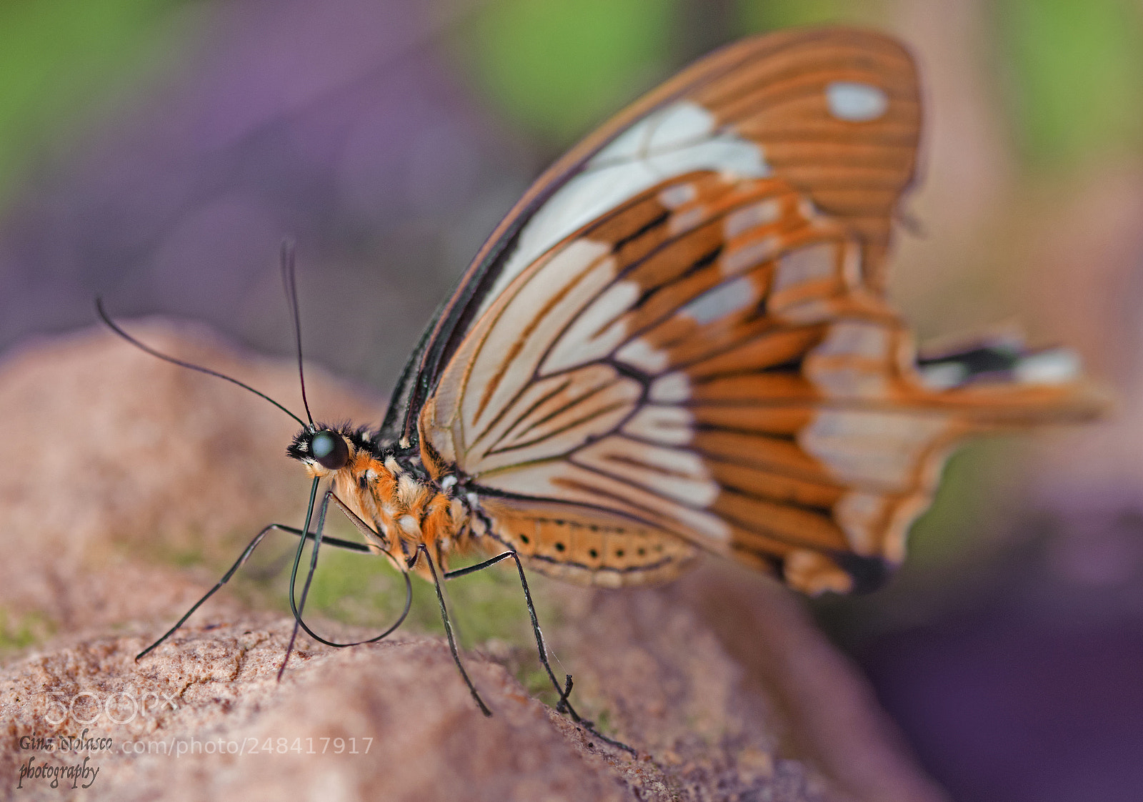 Nikon D5500 sample photo. Mocker swallowtail butterfly photography