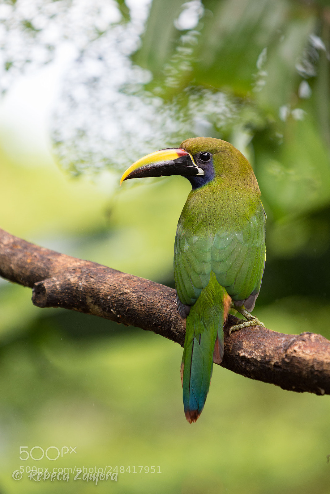 Nikon D7200 sample photo. Emerald toucan photography
