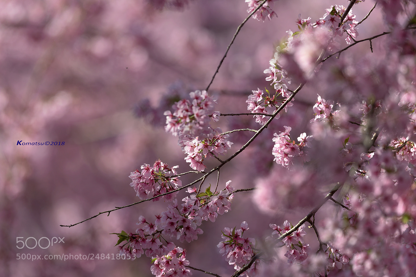 Nikon D810 sample photo. Pink season photography