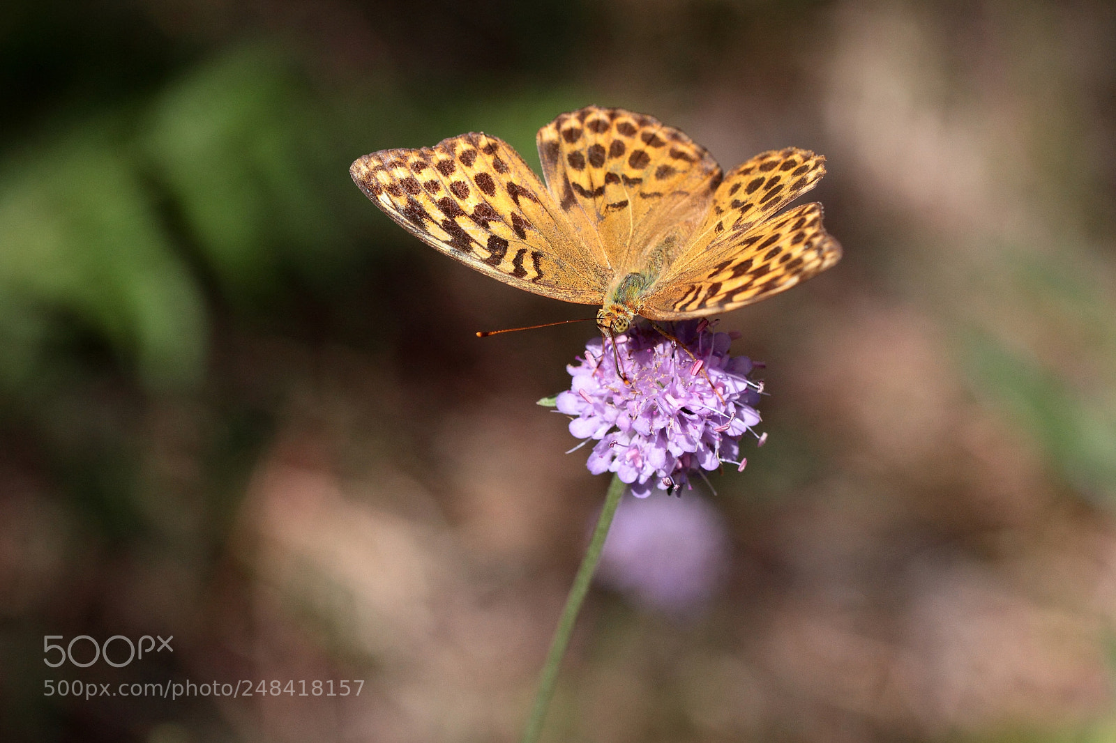 Canon EOS 7D sample photo. Papillon photography