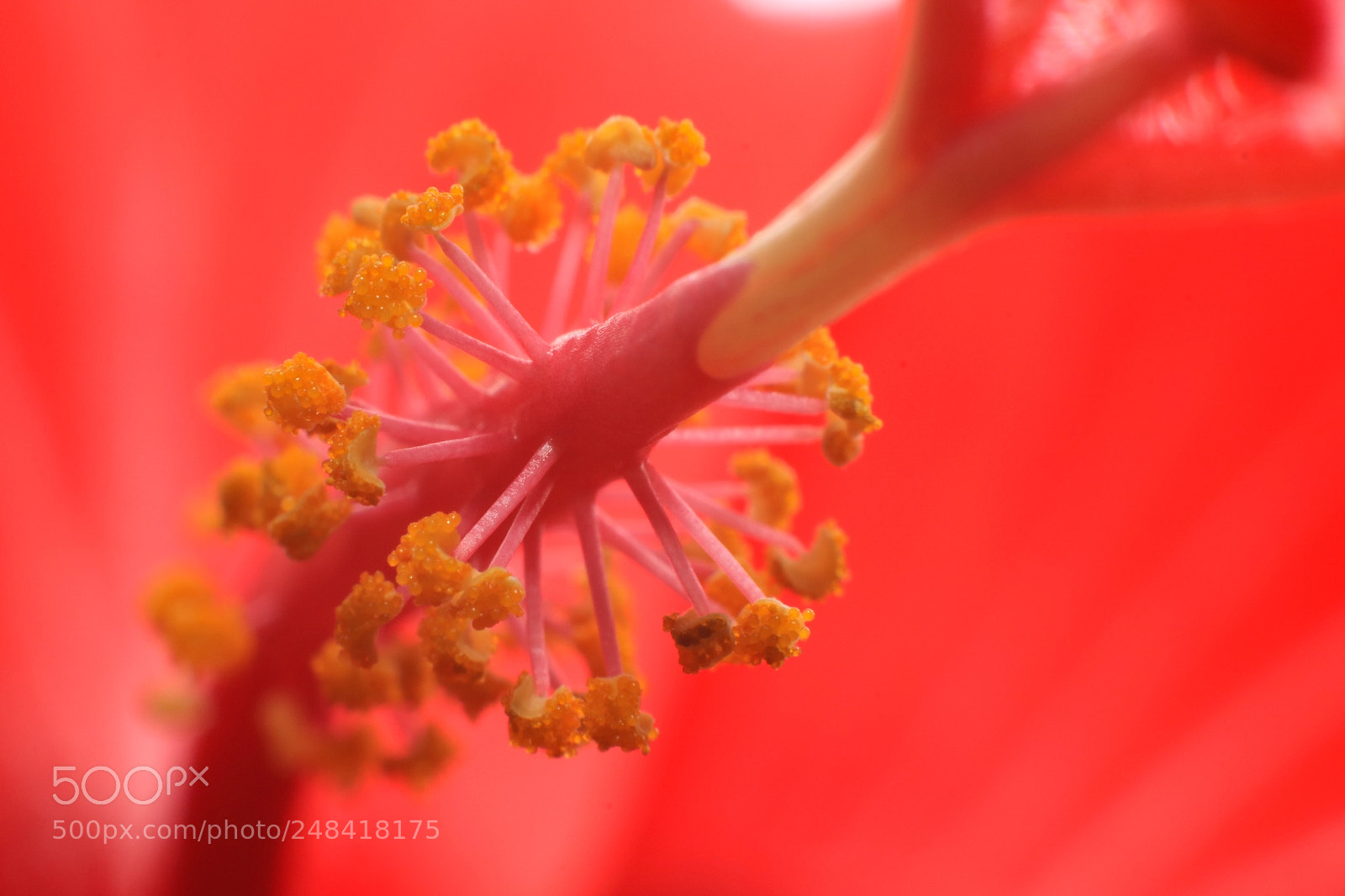 Canon EOS 760D (EOS Rebel T6s / EOS 8000D) sample photo. Red photography