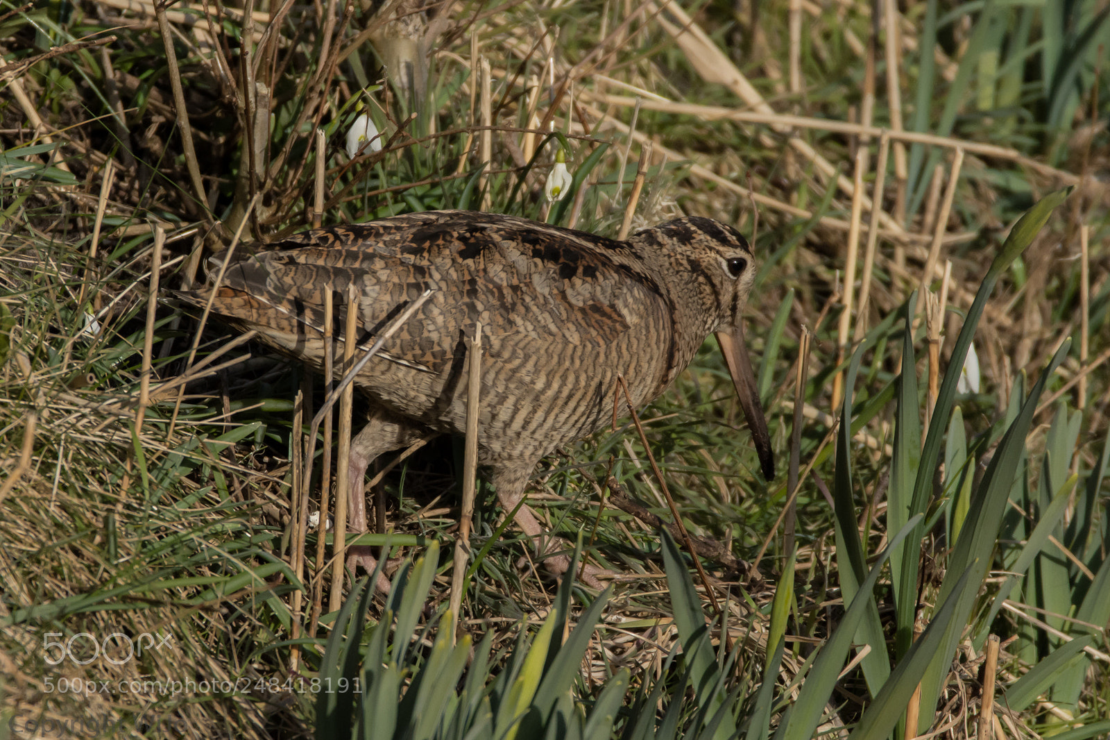 Nikon D7200 sample photo. Houtsnip / eurasian woodcock photography
