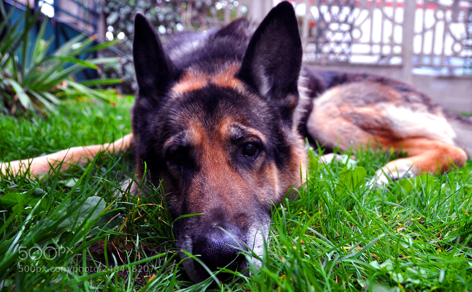 Nikon D5000 sample photo. Resting dog photography