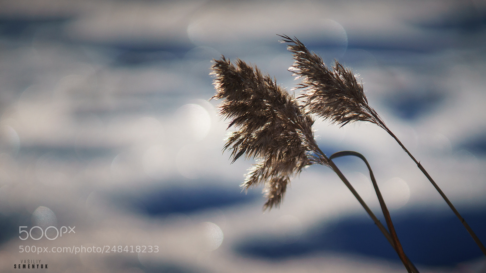 Sony ILCA-77M2 sample photo. Lonely. photography