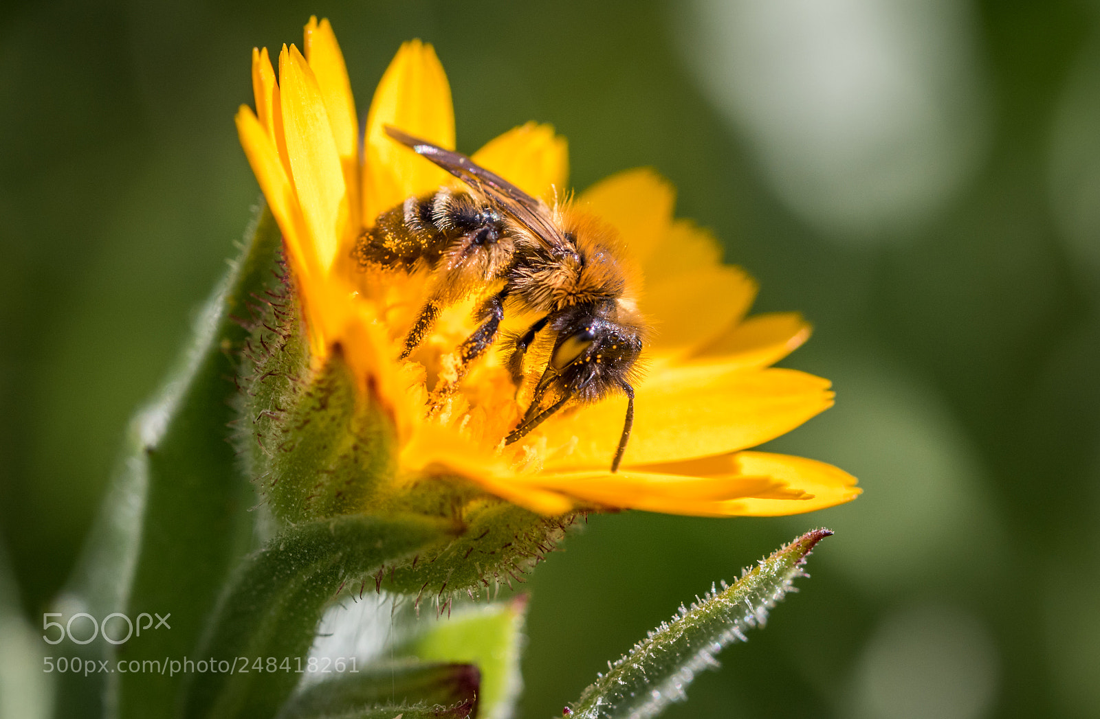 Canon EOS 7D Mark II sample photo. % photography