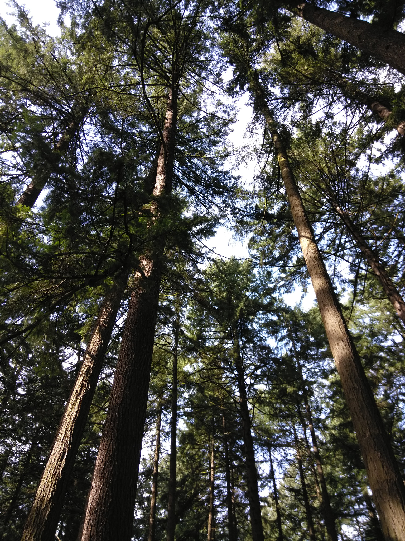 ZTE BLADE ZMAX sample photo