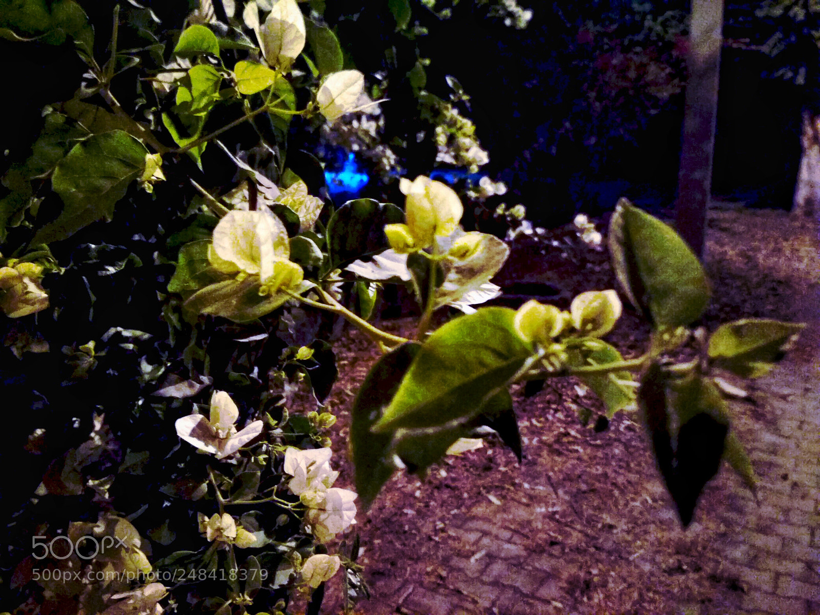 Xiaomi Redmi 4 Pro sample photo. Wild flowers photography
