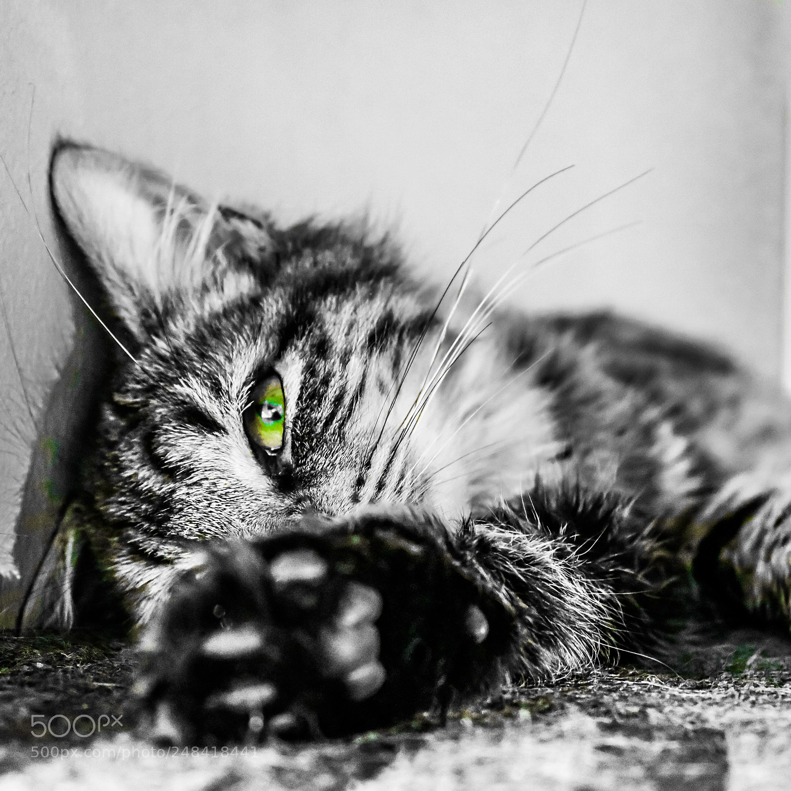 Canon EOS 760D (EOS Rebel T6s / EOS 8000D) sample photo. Shamrock eyes photography