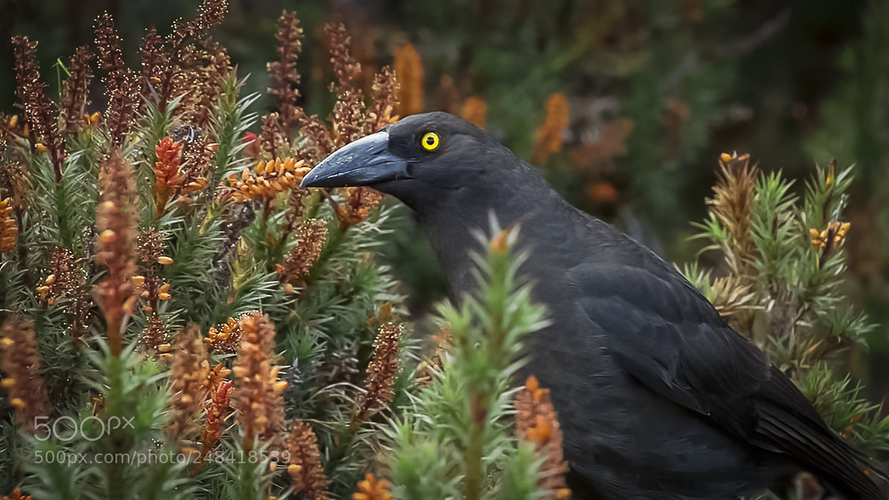 Canon EOS 1000D (EOS Digital Rebel XS / EOS Kiss F) sample photo. Crow photography