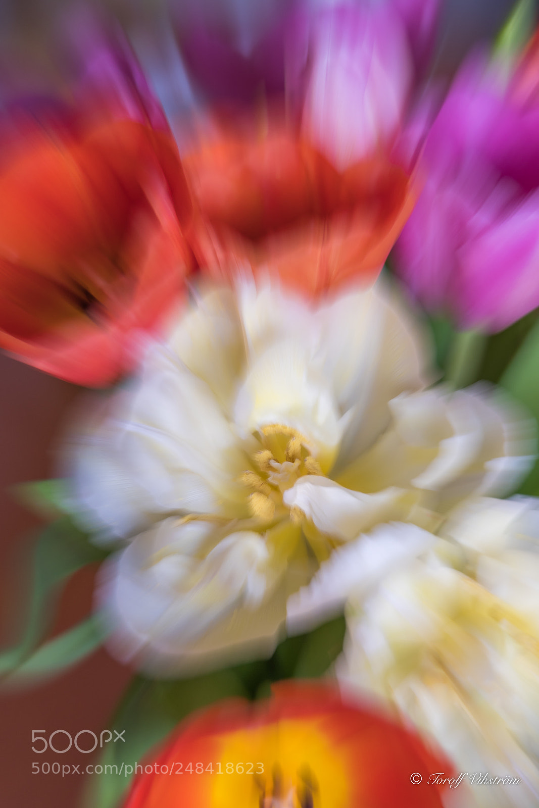 Nikon D7500 sample photo. Tulips photography