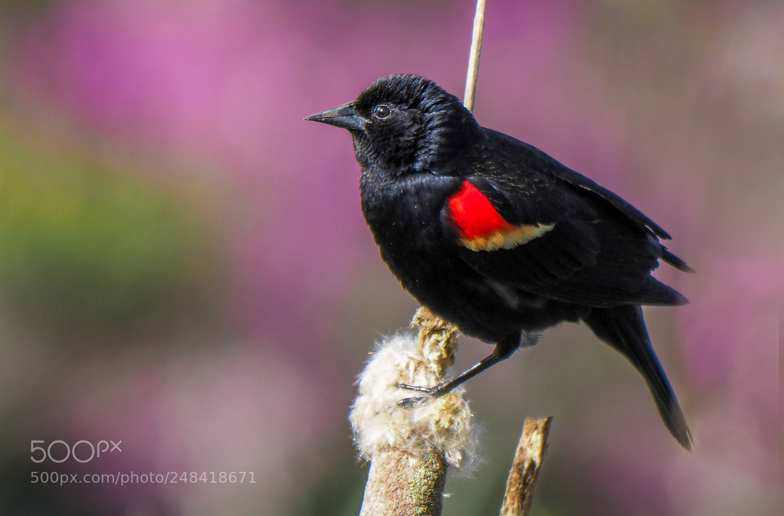 Olympus OM-D E-M1 Mark II sample photo. Red-winged blackbird photography