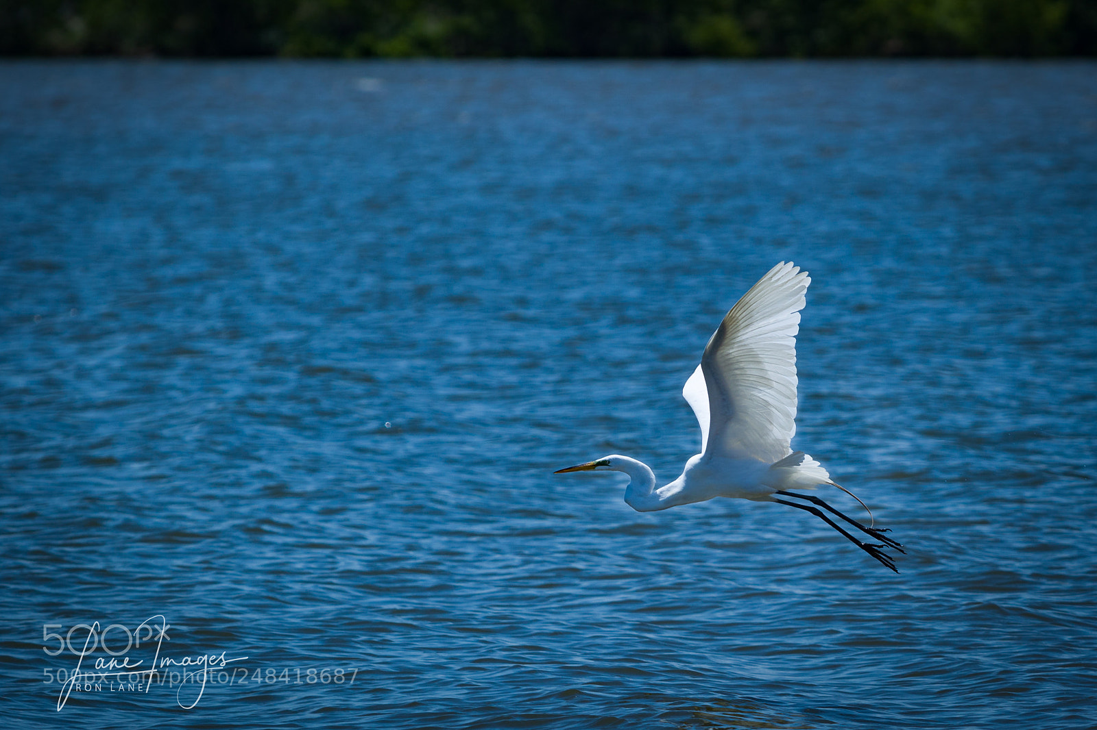 Canon EOS 7D Mark II sample photo. Wings up. photography