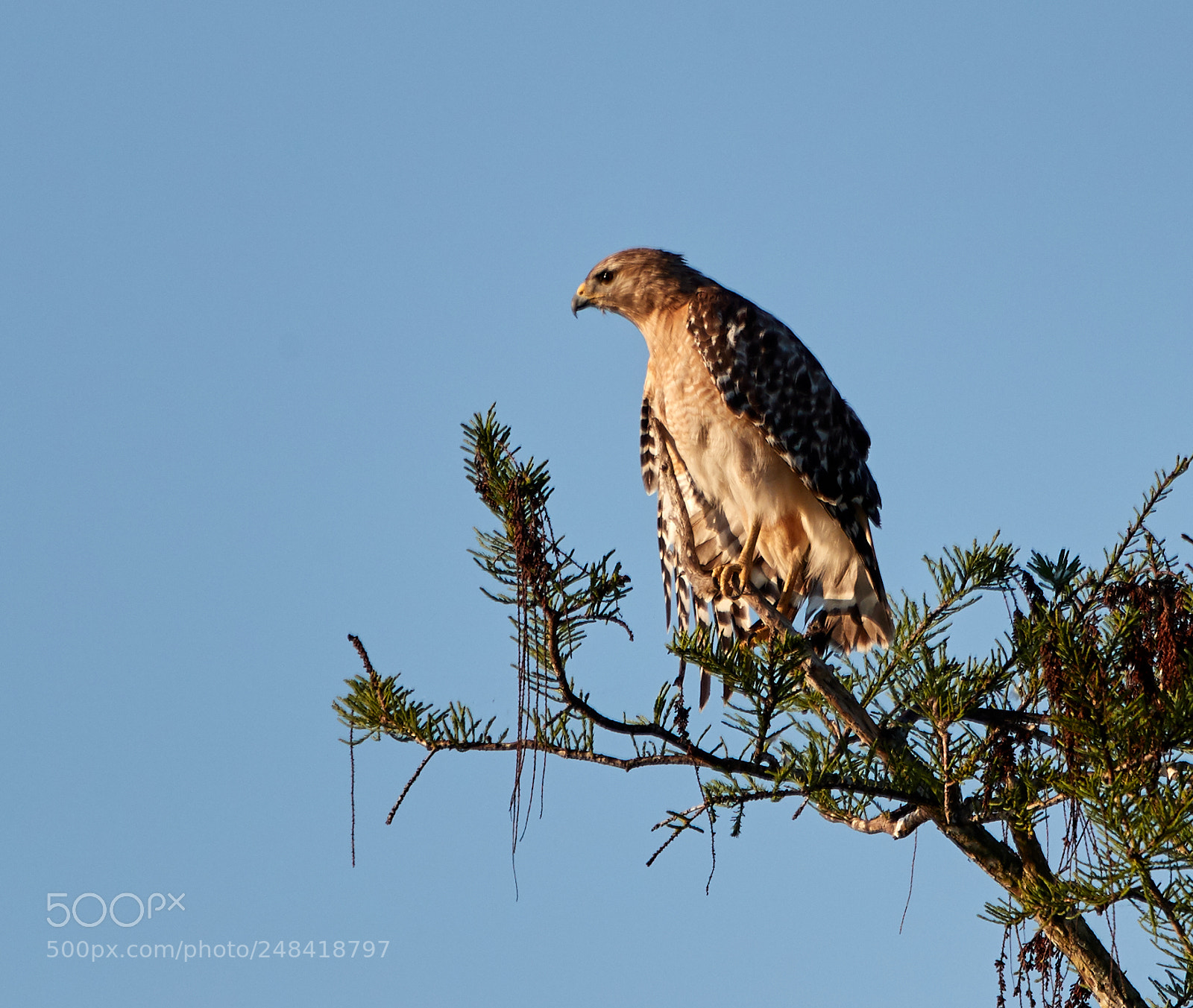 Canon EOS-1D X Mark II sample photo. 03-06-18-0006422.jpg photography