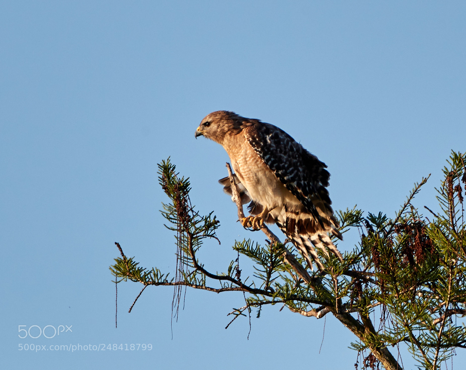 Canon EOS-1D X Mark II sample photo. 03-06-18-0006425.jpg photography