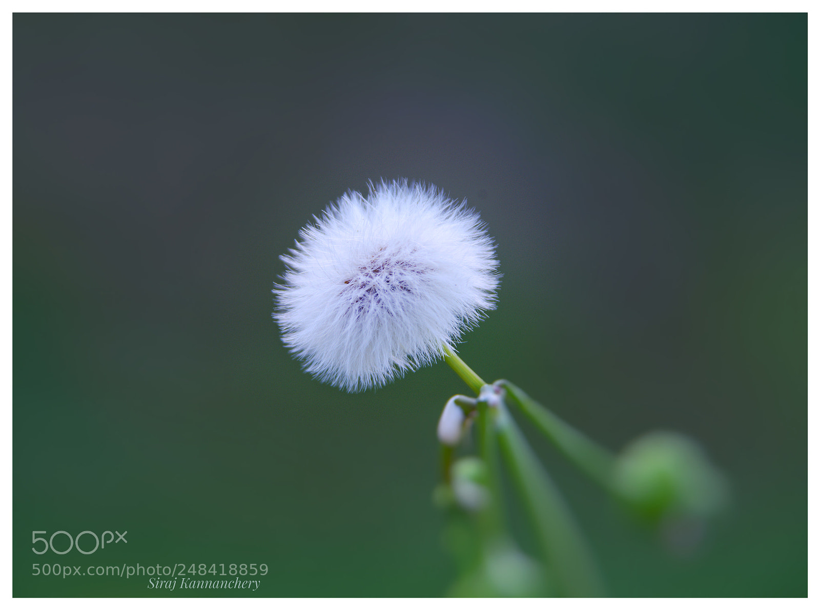 Nikon D800 sample photo. Untitled photography