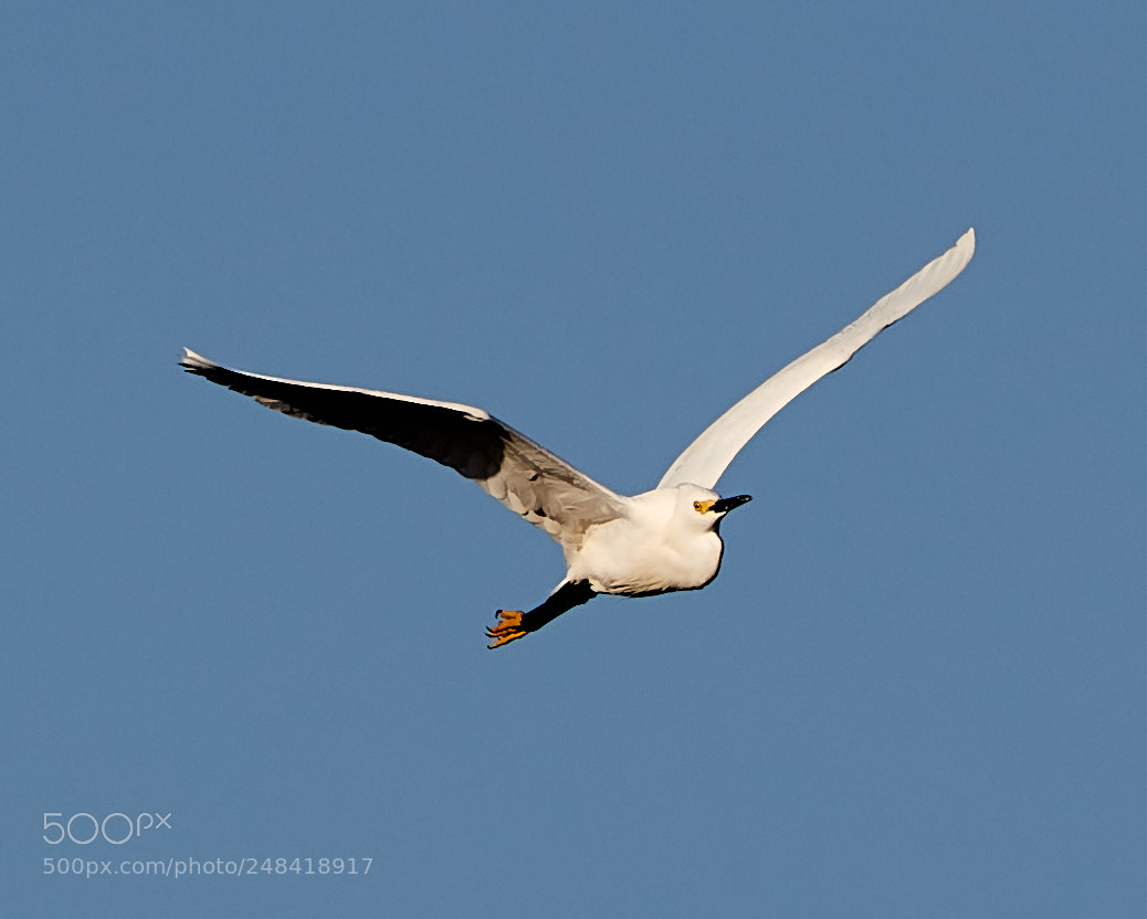 Canon EOS-1D X Mark II sample photo. 03-06-18-0006355.jpg photography
