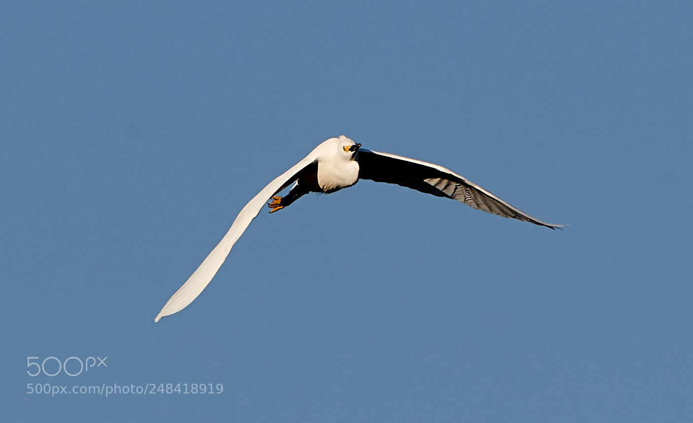 Canon EOS-1D X Mark II sample photo. 03-06-18-0006354.jpg photography
