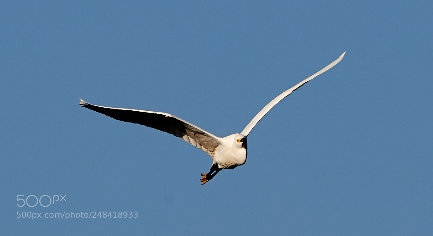 Canon EOS-1D X Mark II sample photo. 03-06-18-0006353.jpg photography