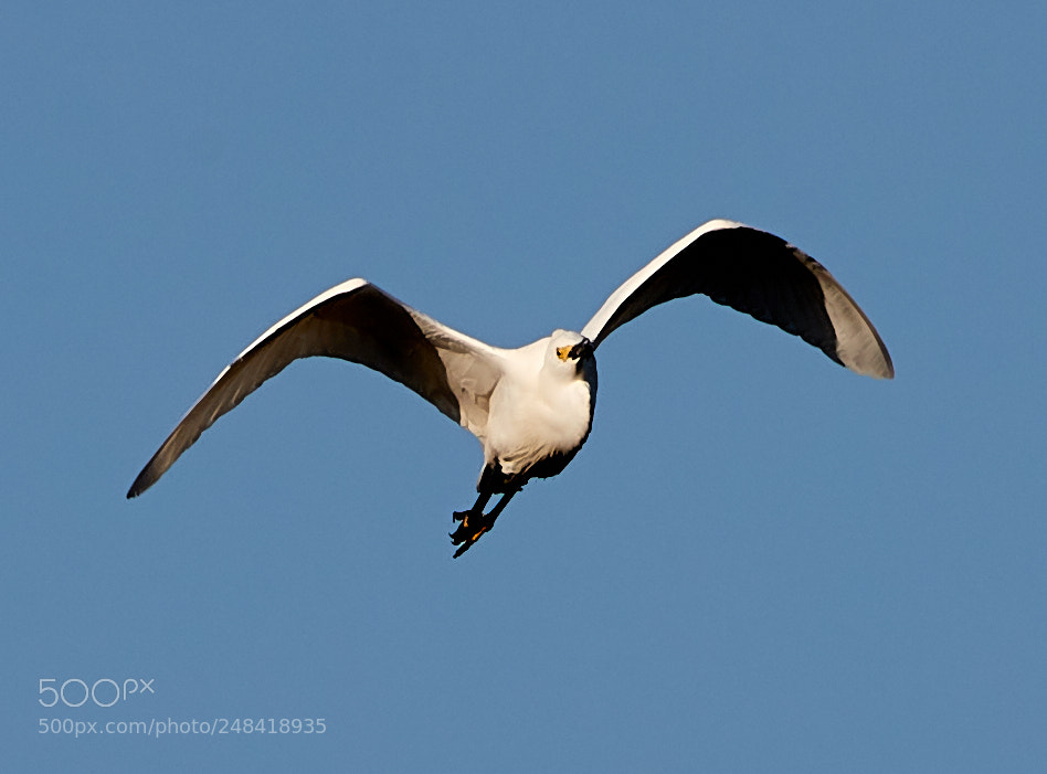 Canon EOS-1D X Mark II sample photo. 03-06-18-0006352.jpg photography