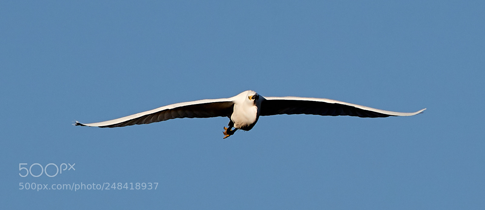 Canon EOS-1D X Mark II sample photo. 03-06-18-0006351.jpg photography