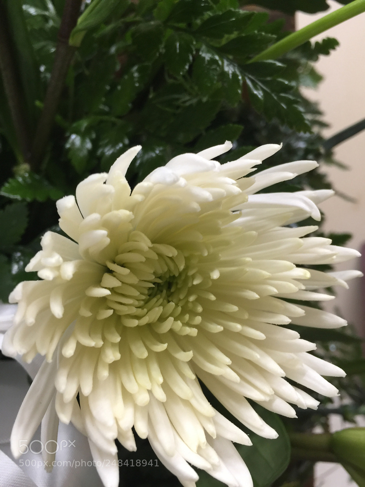 Apple iPhone 6 Plus sample photo. Today’s flower ? photography