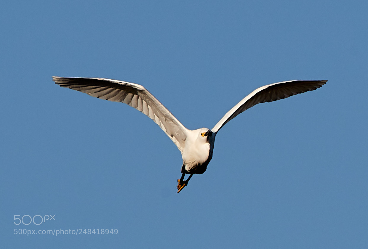Canon EOS-1D X Mark II sample photo. 03-06-18-0006350.jpg photography